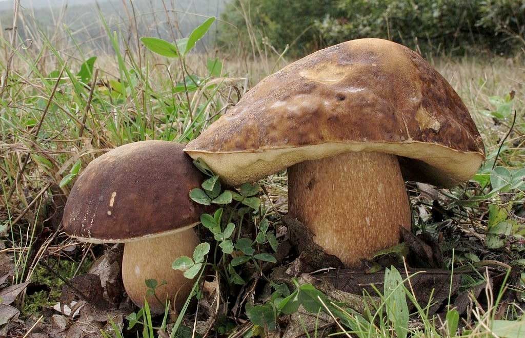 Ruta de la tapa de setas Candeleda 2018